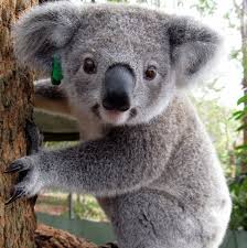 Pin By Penney Bender On Animales Cute Australian Animals Koala Cuddly Animals
