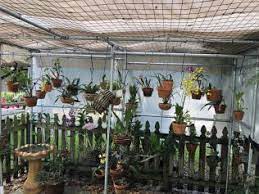 A colony of rare orchids has. Best Roof Covering For Outdoor Orchid Structure Orchid Board Most Complete Orchid Forum On The Web