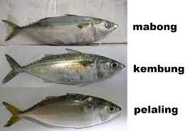 Bandeng juga bisa bertahan di air laguna yang sangat dangkal juga hangat. Panduan Mengenali Ikan Yang Selalu Dijual Di Pasar Bahagian 1 Iluminasi