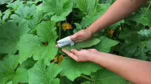 How to kill squash bugs on zucchini plants. A Clever Trick To Get Rid Of Squash Bugs Youtube