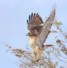 Other times you'll see them atop telephone poles, eyes fixed on the ground to catch the movements of a vole or a rabbit, or simply waiting out cold weather before climbing a thermal updraft into the sky. Six Quick Questions To Help You Identify Red Tailed Hawks Audubon