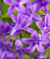 They bloom best in the summer and prefer full sun or light shade. Purple Flower Names Enlisted With A Beautiful Photo Gallery Gardenerdy