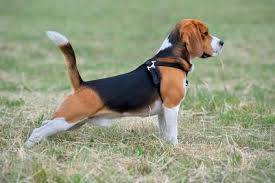 Il reste à taille humaine, seul moyen. Race De Chien De Chasse Comment Choisir Une Race De Chien De Chasse Adaptee Vetostore