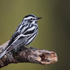 Bird With Orange Beak And Black And White Feathers Black And White Warbler World Of Animal Backyard Birds Beautiful Birds Backyard