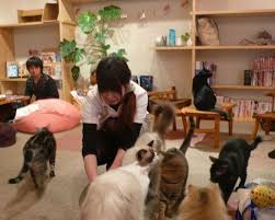 Tokyo Cat Cafes Kedi