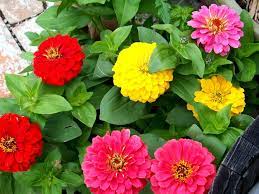 I am so proud to present you today this article, that made my day so happy and enjoyable. Gambar Bunga Dahlia Bermacam Macam Warna Dahlia Plants Outdoor