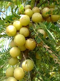 Pin On Fruit Trees