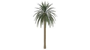 We did not find results for: Phoenix Dactylifera Palm Tree Date Palm 3d Warehouse