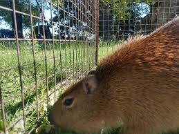 Important video #capybara #tasty #pelican #carpincho #animals. Familia Crio Carpincho De Bebe Y Ahora Fue Liberado En Una Reserva Ecologica Parana Hacia El Mundo