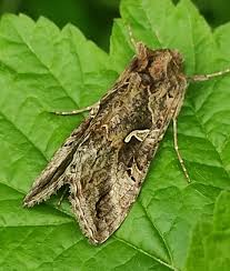 Image result for Autographa gamma