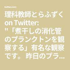 理科教師とらふずく on twitter 煮干しの消化管のプランクトンを観察する 有名な観察です 昨日のプランクトンの授業動画に尺の関係で入らなかったものです 海洋のプランクトンは全然知らないので 今度勉強したいです 産地ごとにプランクトンの種類も変わるので
