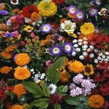 Japanese Flower Garden Wildflower Seeds Wildflower Seeds Wild Flowers Uk Japanese Flowers