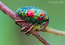 Image result for Cylindropsis