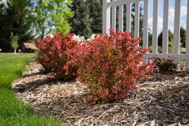 Image result for Berberis thunbergii