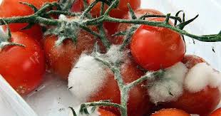 Come gli animali, le muffe (e tutti i funghi) non sono in grado di produrre al loro interno il cibo. Pane Ammuffito Cosa Succede Se Ne Hai Mangiato Un Pezzo