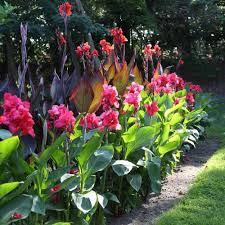 Examine This Vital Photo In Order To Browse Through The Here And Now Details On Front Landsc In 2020 Canna Lily Landscaping Tropical Landscaping Landscaping With Rocks