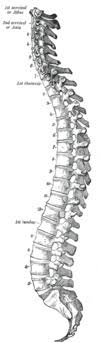 Check 'tulang belakang' translations into english. Spine Wiktionary