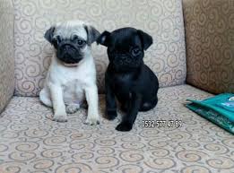 Pug Yavrulari Evde Dogup Buyuyen Hayvan Al Sat Ucretsiz Ilan Ver