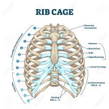 Your rib cage plays an important role in respiration. Rib Cage Anatomy Labeled Vector Illustration Diagram Medical Royalty Free Cliparts Vectors And Stock Illustration Image 141113410