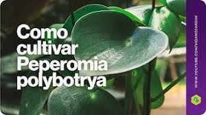 Peperomia golden gate vs marble. Peperomia Youtube