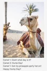 They do not chew food but swallow it instead. Camel Hump Day Pictures