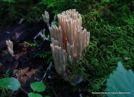 Image result for Ramaria stricta