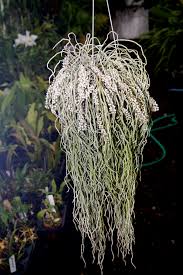 Image result for Microcoelia stolzii