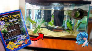 Discover the magic of the internet at imgur, a community powered entertainment destination. Feeding Betta Fish Frozen Live Brine Shrimp Betta Sorority Update Youtube