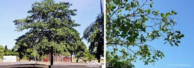 Image result for Terminalia