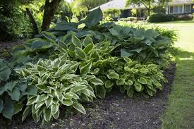 Stauden Fur Den Schatten Unsere Top 10 Plantura Schattenpflanzen Garten Stauden Schattengarten