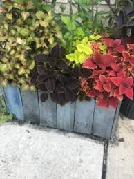 Image result for Coleus sylvestris