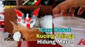 Ubat untuk kurus di farmasi; Buat Ubat Demam Kucing Sendiri Mudah Sahaja Youtube