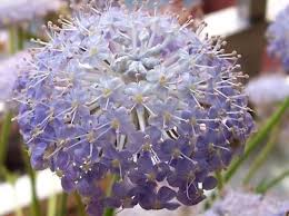 pin by beatrice lee on flower shop flower shop plants flowers