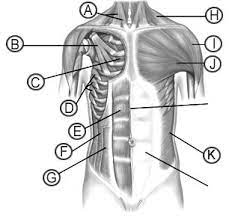 Muscle Flashcards Anatomy Flashcards Flashcards Anatomy