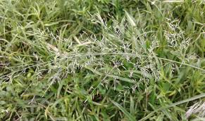 Image result for Eragrostis aethiopica