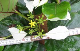 Image result for Morinda asteroscepa