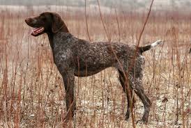 That is why they are. What Breeds Make The Best Hunting Dogs Our Top 10 Picks