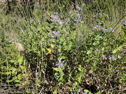 Image result for Xyris asterotricha