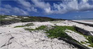 Image result for Tricalysia verdcourtiana