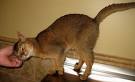 Southern California Abyssinian Rescue | S.C.A.R.