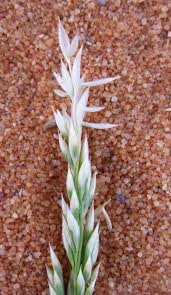 Image result for Eragrostis racemosa