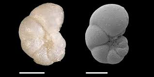 Image result for Micrargeriella