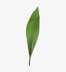 Image result for Aspidistra