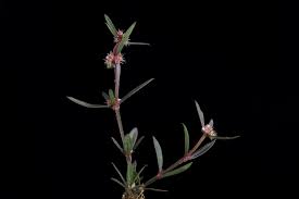 Image result for Spermacoce ruelliae