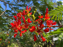 Image result for Delonix