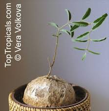 Image result for Raphionacme