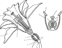 But have you ever thought why plants produce flowers and why they are important to. Flower Structure And Reproduction