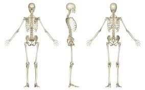 The kidneys are two bilateral bean shaped organs, located in the posterior abdomen. Labeled Skeletal System Diagram Bodytomy