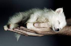 4ssjv Jpg 900 577 Sleeping Wolf Cute Animals Animals Beautiful
