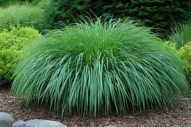 Image result for Carex